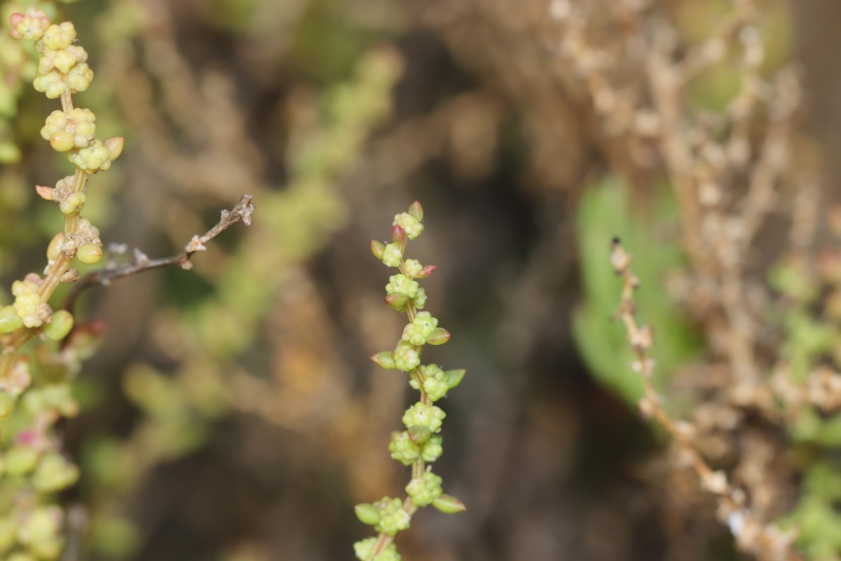 Suaeda maritima (L.) Dumort.